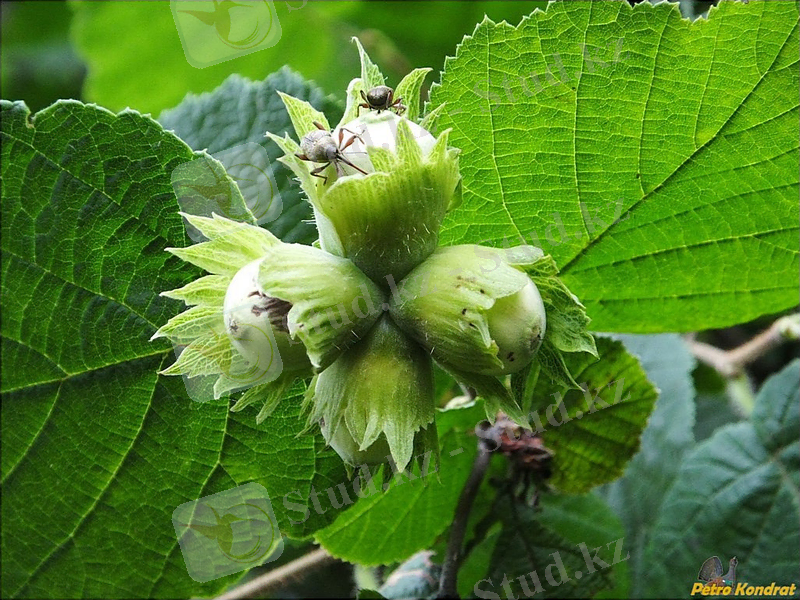 Изображение растения Corylus avellana.