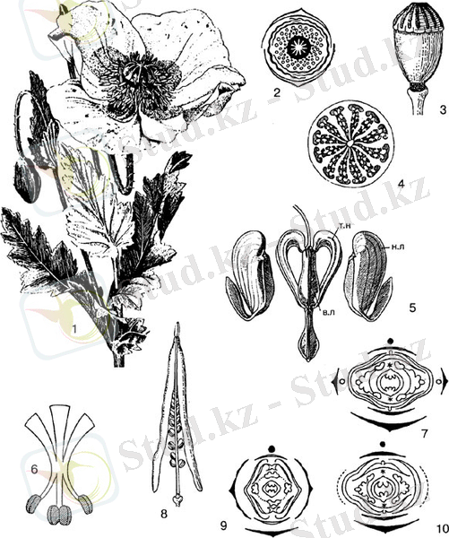 Рис. 125. Маковые. Мак опийный (Papaver somniferum): 1 - общий вид; 2 - диаграмма. Максамосейкa (Papaver rhoeas): 3 - коробочка; 4 - она же в разрезе. Дицентра (Dicentra spectabilis): 5 - цветок (н.л - наружные лепестки; в.л - внутренние лепестки; т.н - тычиночные нити); 6 - схема строения пучка тычинок; 7 - диаграмма. Чистотел (Chelidonium majus): 8 - вскрывающийся плод. Гипекоум (Hypecoum): 9 - диаграмма цветка. Хохлатка (Corydalis): 10 - диаграмма цветка