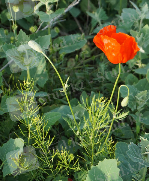 Изображение растения Roemeria refracta.