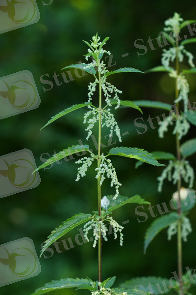 Изображение растения Urtica angustifolia.