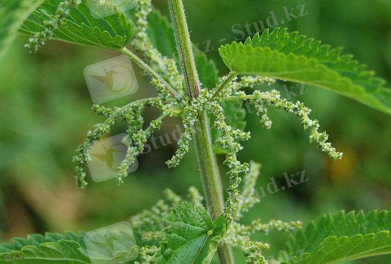 Изображение растения Urtica dioica.