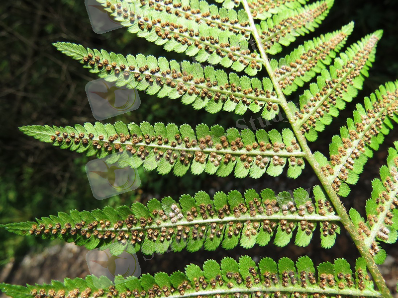 Изображение растения Dryopteris filix-mas.