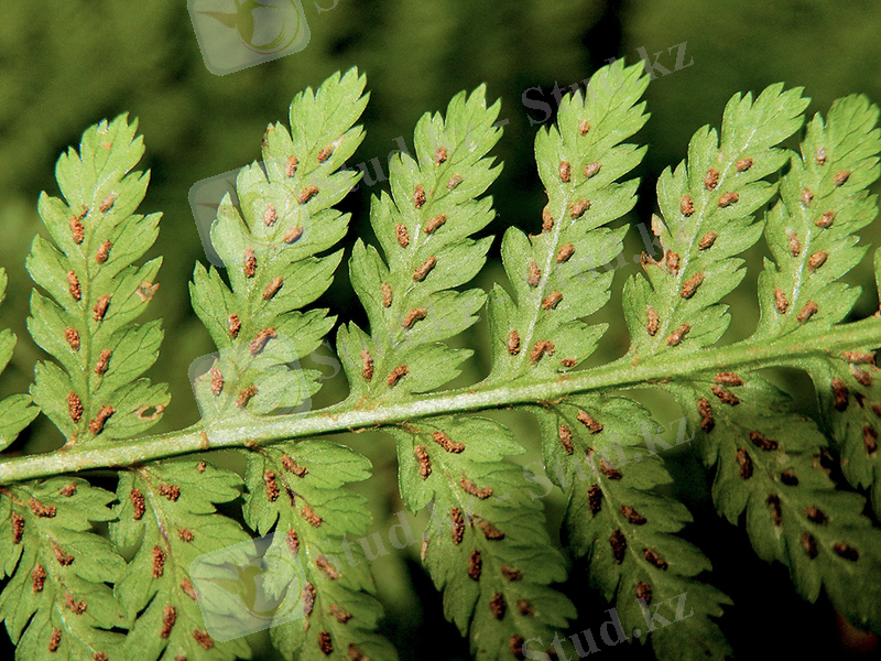 Изображение растения Athyrium filix-femina.