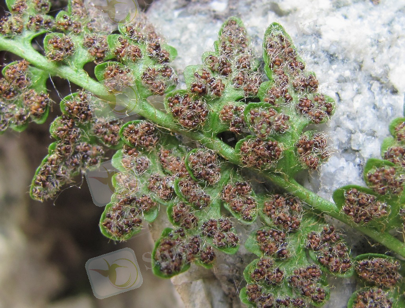 Изображение растения Woodsia ilvensis.