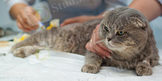 &Kcy;&ocy;&tcy; &ncy;&acy; &vcy;&iecy;&tcy;&iecy;&rcy;&icy;&ncy;&acy;&rcy;&ncy;&ocy;&mcy; &scy;&tcy;&ocy;&lcy;&iecy;