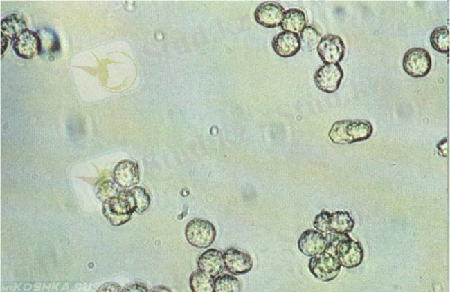 &Mcy;&ocy;&chcy;&iecy;&vcy;&ycy;&iecy; &tscy;&icy;&lcy;&icy;&ncy;&dcy;&rcy;&ycy; &ncy;&acy; &rcy;&icy;&scy;&ucy;&ncy;&kcy;&iecy;