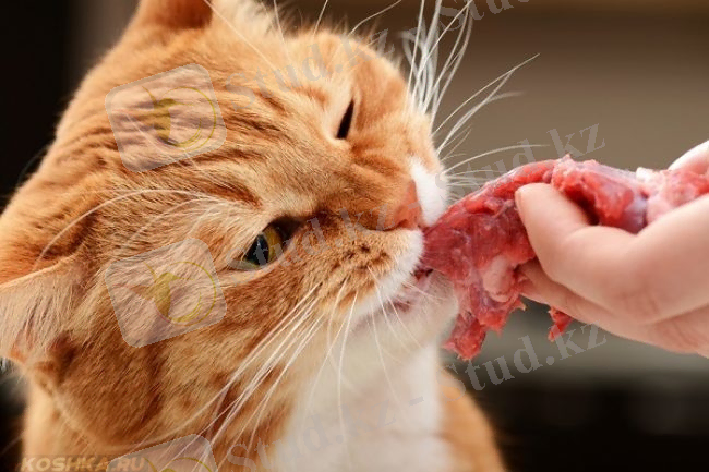 &Rcy;&ycy;&zhcy;&icy;&jcy; &kcy;&ocy;&tcy; &icy; &kcy;&ucy;&scy;&ocy;&kcy; &kcy;&rcy;&acy;&scy;&ncy;&ocy;&gcy;&ocy; &mcy;&yacy;&scy;&acy;