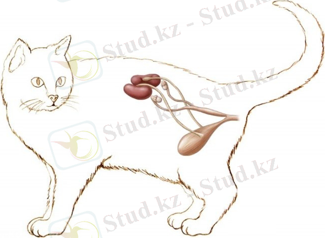 &Icy;&zcy;&ocy;&bcy;&rcy;&acy;&zhcy;&iecy;&ncy;&icy;&iecy; &pcy;&ocy;&chcy;&iecy;&kcy; &ucy; &kcy;&ocy;&tcy;&acy; &scy; &pcy;&ocy;&mcy;&ocy;&shchcy;&softcy;&yucy; &rcy;&icy;&scy;&ucy;&ncy;&kcy;&acy;