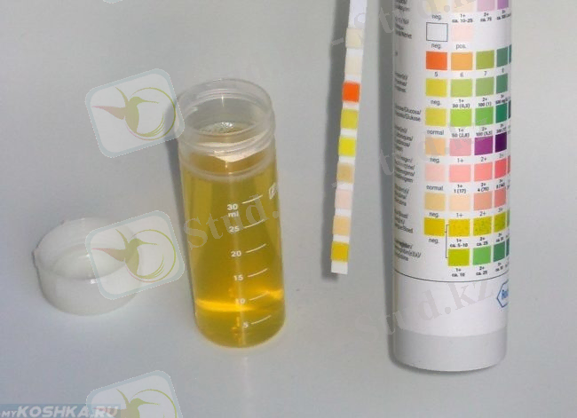 &Mcy;&ocy;&chcy;&acy; &zcy;&dcy;&ocy;&rcy;&ocy;&vcy;&ocy;&gcy;&ocy; &kcy;&ocy;&tcy;&acy; &vcy; &bcy;&acy;&ncy;&ocy;&chcy;&kcy;&iecy;