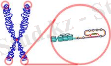 Описание: тм.jpg