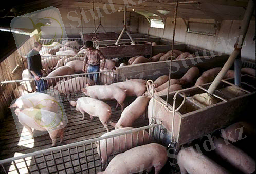 https://www.prlog.org/10599313-pig-farm.jpg