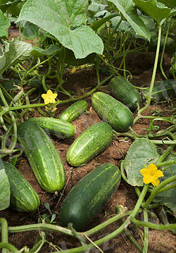 Cucumbers grow on vines