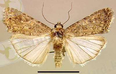 кіші жер үстілік көбелек.jpg