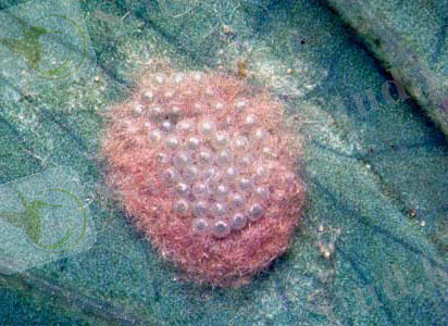 кіші жер үстілік көбелек2.jpg