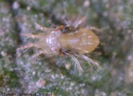 кәдәмгі өрмекші кене.jpeg