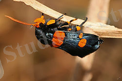 Egybolis vaillantina