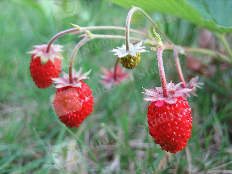 Сурет:3 wild strawberries close up UK 2006.JPG