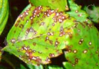 &Bcy;&iecy;&lcy;&acy;&yacy; &pcy;&yacy;&tcy;&ncy;&icy;&scy;&tcy;&ocy;&scy;&tcy;&softcy;