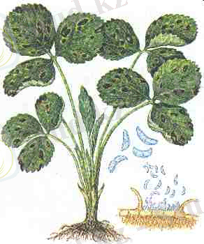http://agroua.net/img/plant/chemicaldefence/sickness/400.jpg
