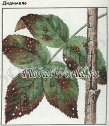http://www.floralworld.ru/images/illnesses/pyatnistost/Didymella_applanata_Didimella_thumb_1.jpg