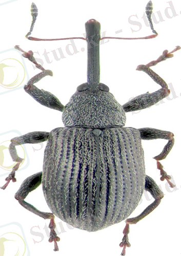 бүлдірген бізтұмсығы.jpg