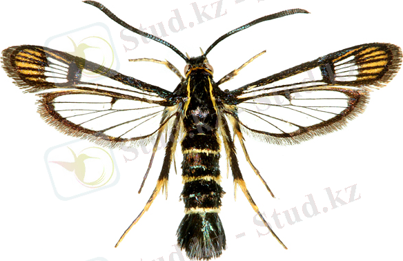 Synanthedon tipuliformis - Currant Clearwing