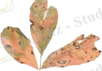 http://www.agroatlas.ru/content/diseases/Faba2/Faba2_Phoma_medicaginis/Faba2_Phoma_medicaginis.jpg