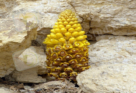 Broomrape (Cistanche tubulosa) Negev.jpg