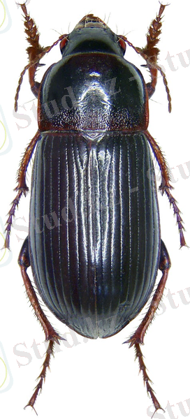 http://carabidae.org/carabidae/Zabrus%20Zabrus%20tenebrioides%203240.jpg