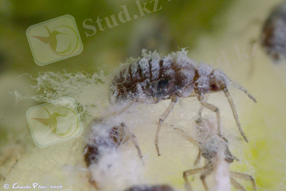 C:\Users\nazerke\Pictures\кызыл біте.jpg