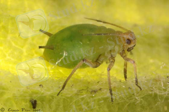 C:\Users\nazerke\Pictures\жасыл біте.jpg