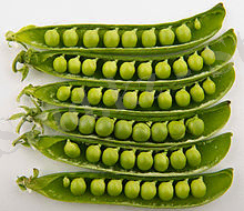 http://upload.wikimedia.org/wikipedia/commons/thumb/1/11/Peas_in_pods_-_Studio.jpg/220px-Peas_in_pods_-_Studio.jpg