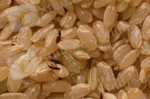 КҮРІШ БІЗТ.jpg