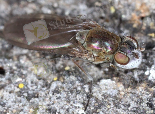 жаға шыбыны.jpg