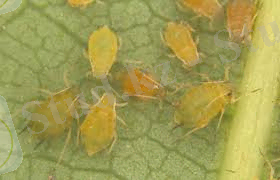 C:\Users\user\Desktop\images (1).jpg