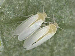 C:\Users\user\Desktop\images (2).jpg