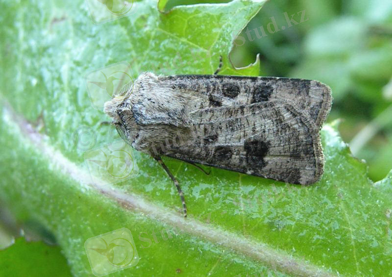 http://www.birding.no/Sommerfuglgalleri/Noctuidae/slides/Agrotis%20clavis.jpg