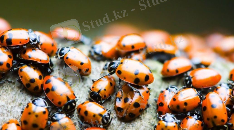 жети нуктели канкыз.jpg