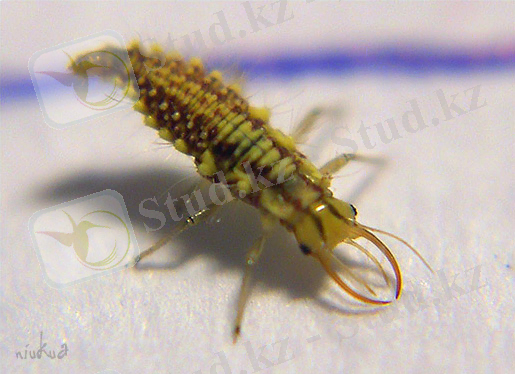 кадимги алтынкоз.jpg