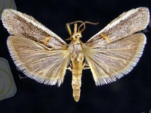 бұршақ көбелегі2.jpg