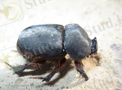 C:\Users\Кафедра\Desktop\АШ энтомология\түркістандық жүгері қоңызы2.jpg