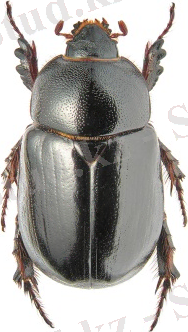 C:\Users\Кафедра\Desktop\АШ энтомология\түркістандық жүгері қоңызы.jpg