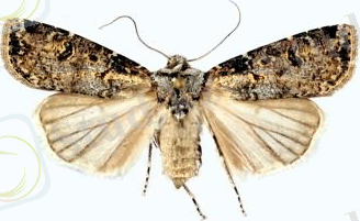 C:\Users\Кафедра\Desktop\АШ энтомология\күздік түн көбелегі.jpg