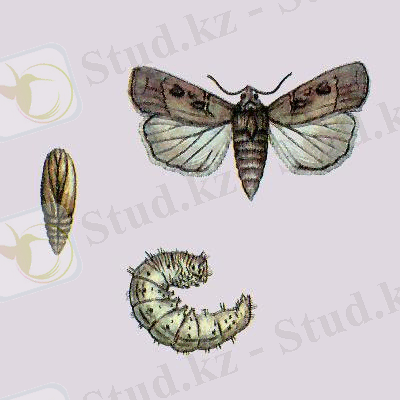 C:\Users\Кафедра\Desktop\АШ энтомология\лепті түн көбелегі.jpg