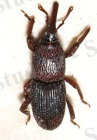 КАРТОП БЗТУМСЫК.jpg