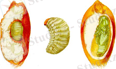 КАРТОП БІЗТУМСЫҒЫ.jpg