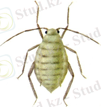 http://www.agroatlas.ru/content/pests/Brevicoryne_brassicae/Brevicoryne_brassicae.jpg