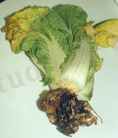 http://www3.syngenta.com/country/ru/SiteCollectionImages/crops/vegetables/cabbage/diseases/01_04_1_2.jpg