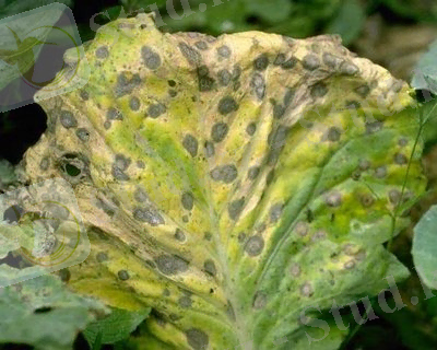 http://www.thecabbage.ru/assets/images/bolezni/Alternaria%20brassicae2.jpg