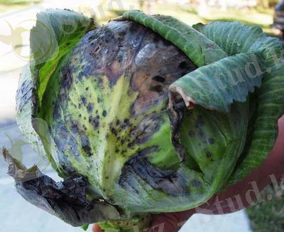 http://www.thecabbage.ru/assets/images/bolezni/Alternaria%20brassicae1.jpg